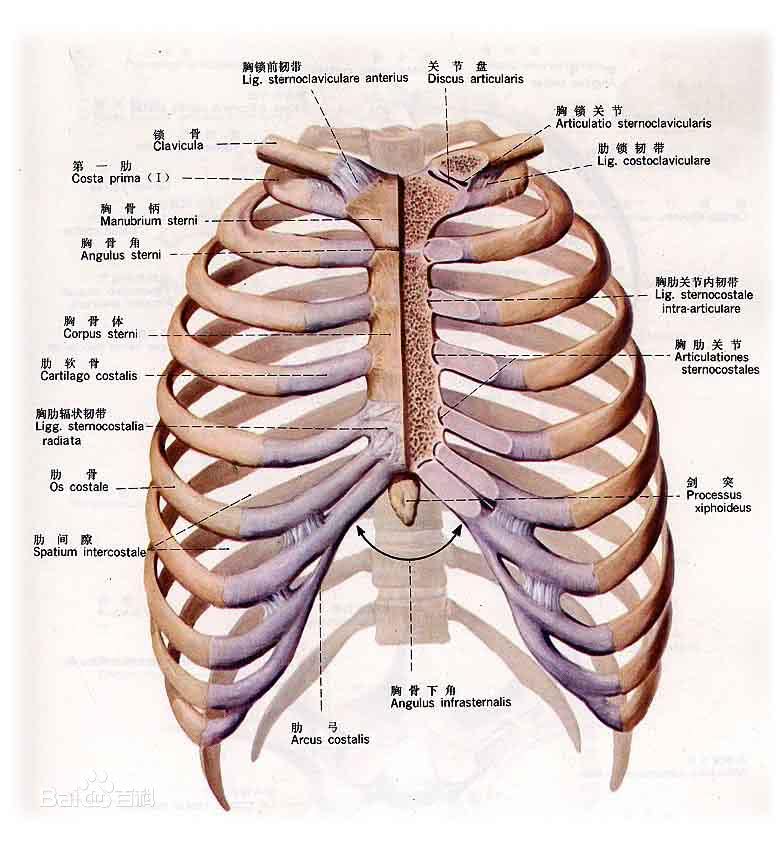 内衣勒的肋骨疼_肋骨外翻图片