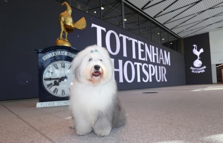 记者提及新赞助商广告形象多乐士狗穆帅一脸迷茫啥东西